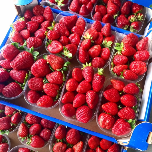 Fragole sicilia cassa da 2kg